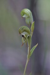 Pterostylis occulta