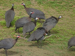 Numida meleagris galeatus