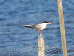 Sterna hirundo