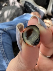 Nerita scabricosta
