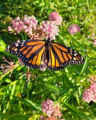 Danaus plexippus