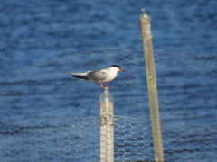 Sterna hirundo