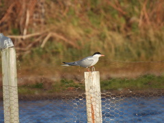 Sterna hirundo
