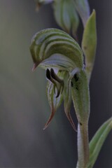 Pterostylis occulta