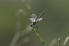 Sympetrum fonscolombii