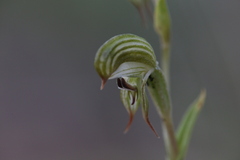 Pterostylis occulta