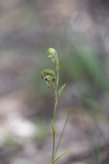 Pterostylis occulta