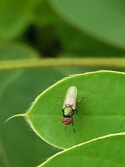 Physiphora alceae