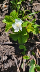 Rubus lasiococcus