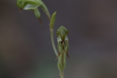 Pterostylis occulta