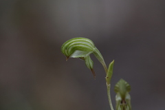 Pterostylis occulta