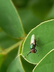 Physiphora alceae