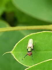 Physiphora alceae