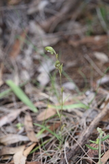 Pterostylis occulta