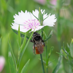 Bombus pyrosoma