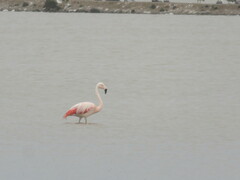 Phoenicopterus chilensis