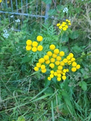 Tanacetum vulgare