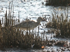 Numenius phaeopus