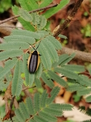 Photinus nigridorsis