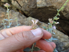 Monardella stebbinsii