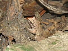 Leptodactylus leptodactyloides