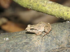 Leptodactylus leptodactyloides