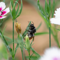 Bombus pyrosoma