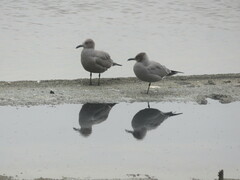 Leucophaeus modestus