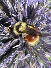 Bombus huntii