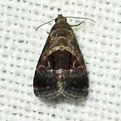 Tripudia rectangula