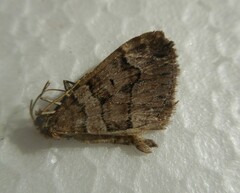 Thera cognata