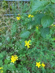 Hypericum perforatum