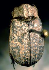 Trox unistriatus