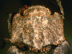 Trox unistriatus