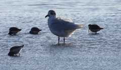 Ichthyaetus melanocephalus