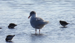 Ichthyaetus melanocephalus
