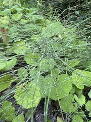 Equisetum pratense image
