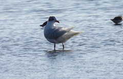 Ichthyaetus melanocephalus