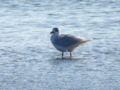 Ichthyaetus melanocephalus