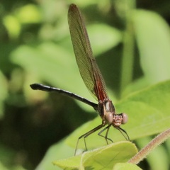 Hetaerina titia