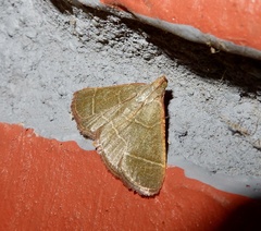 Nothomiza achromaria