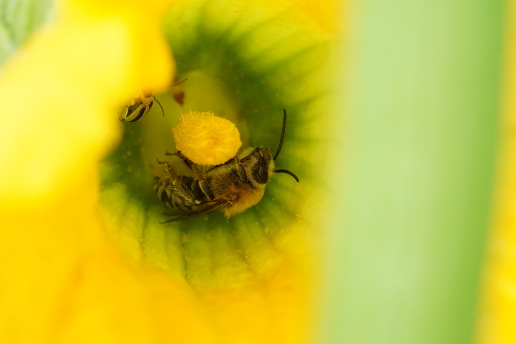 Pruinose Squash Bee from Edgartown, MA, USA on August 06, 2022 at 0938
