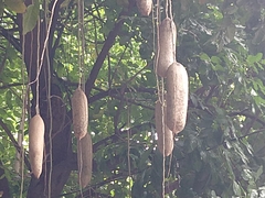 Kigelia