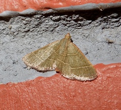 Nothomiza achromaria