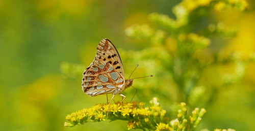 Queen of Spain Fritillary, Ede, Gelderland, Netherlands, photo 8 of 10