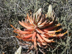 Aloe longistyla