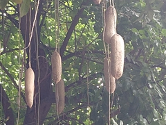 Kigelia