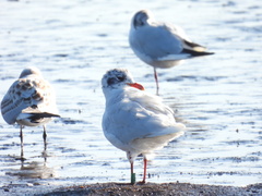 Ichthyaetus melanocephalus