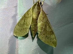 Acosmerycoides harterti