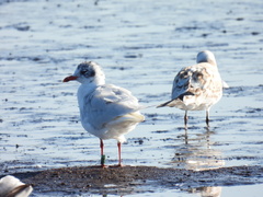 Ichthyaetus melanocephalus